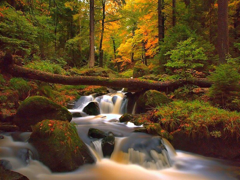 Stream in Autumn Forest — Green, Serene, Photograph, Fallen Log, Rocks