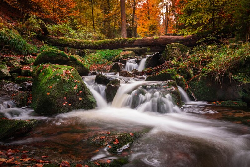 Stream in Autumn Forest — Green, Serene, Photograph, Fallen Log