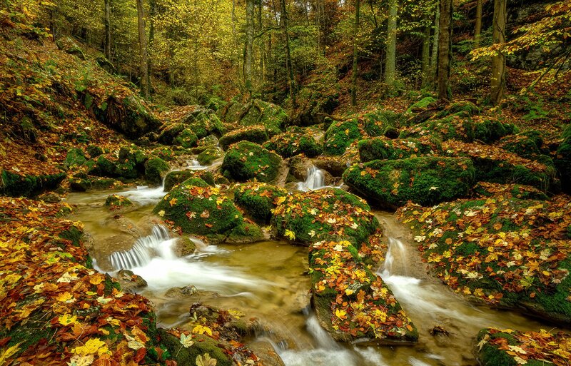 Stream in Autumn Forest — Green, Serene, Photograph, Leaves, Rocks, Trees