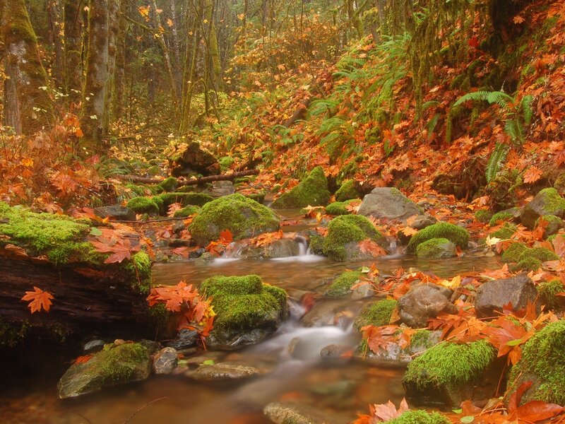 Stream in Autumn Forest — Green, Serene, Photograph, Moss, Fallen Leaves, Rocks