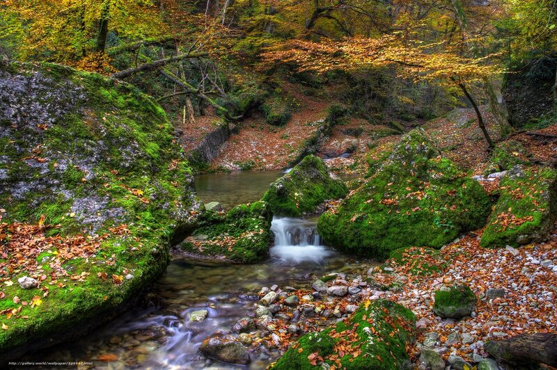 Stream in Autumn Forest — Green, Serene, Photograph, Moss, Fallen Leaves, Rocks, Trees