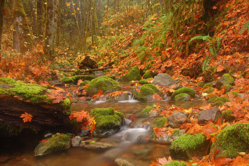 Stream in Autumn Forest — Green, Serene, Photograph, Moss, Fallen Leaves