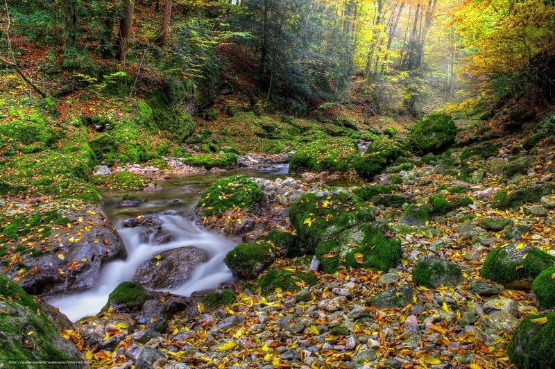 Stream in Autumn Forest — Green, Serene, Photograph, Moss, Rocks, Leaves
