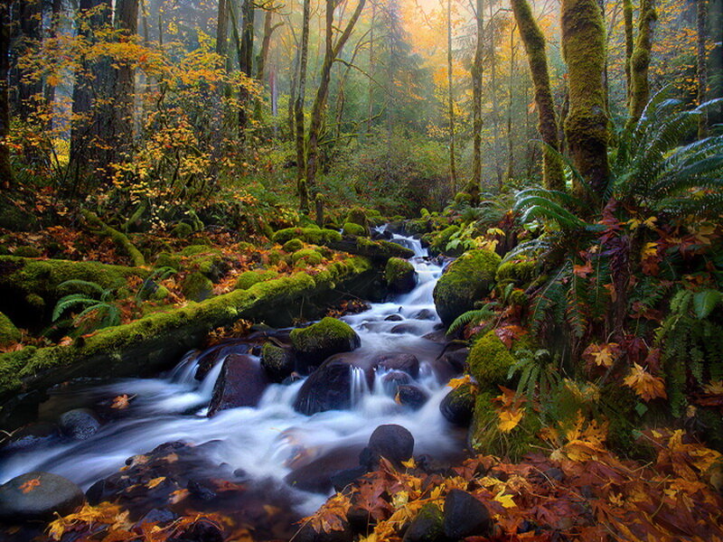 Stream in Autumn Forest — Green, Serene, Photograph, Moss