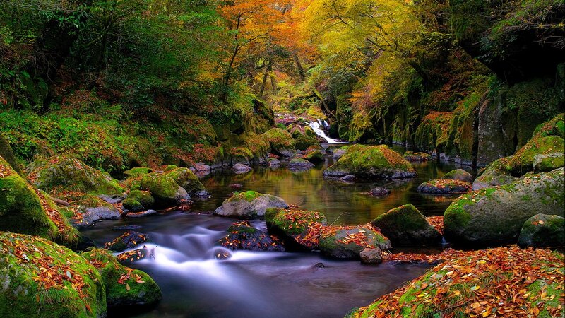 Stream in Autumn Forest — Green, Serene, Photograph, River, Rocks, Trees, Brown