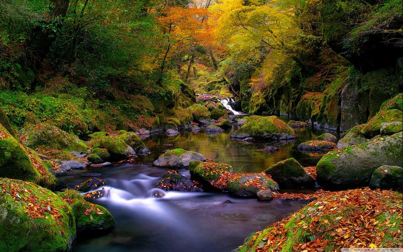 Stream in Autumn Forest — Green, Serene, Photograph, River, Rocks, Trees, Fallen Leaves