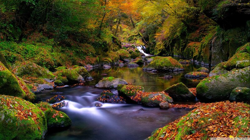 Stream in Autumn Forest — Green, Serene, Photograph, River, Rocks, Trees, Leaves