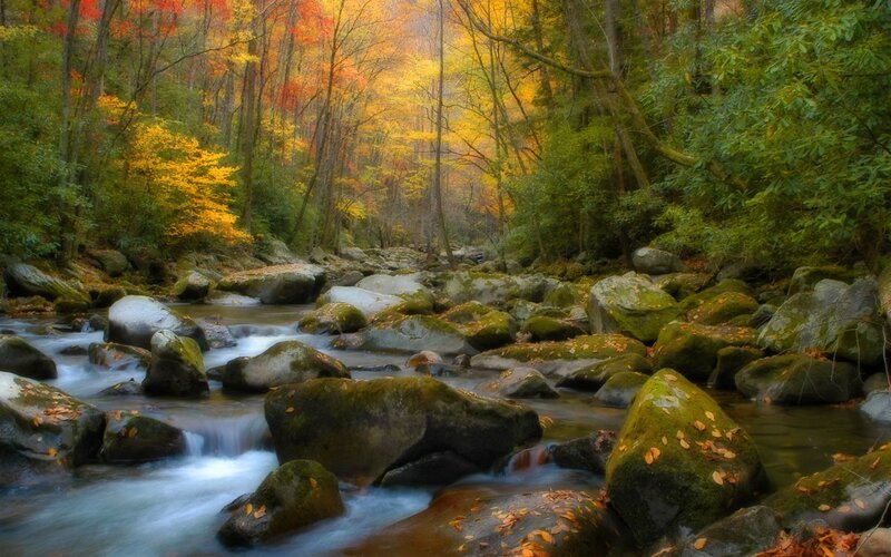 Stream in Autumn Forest — Green, Serene, Photograph, River, Rocks, Trees, Yellow, Brown