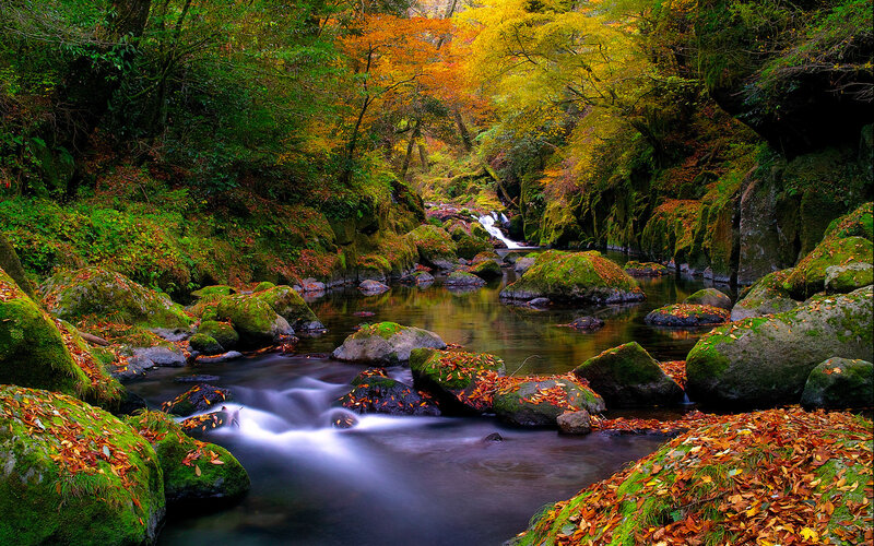 Stream in Autumn Forest — Green, Serene, Photograph, River