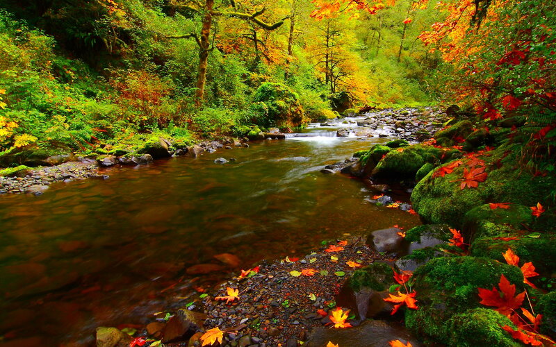 Stream in Autumn Forest — Green, Serene, Photograph, River, Trees