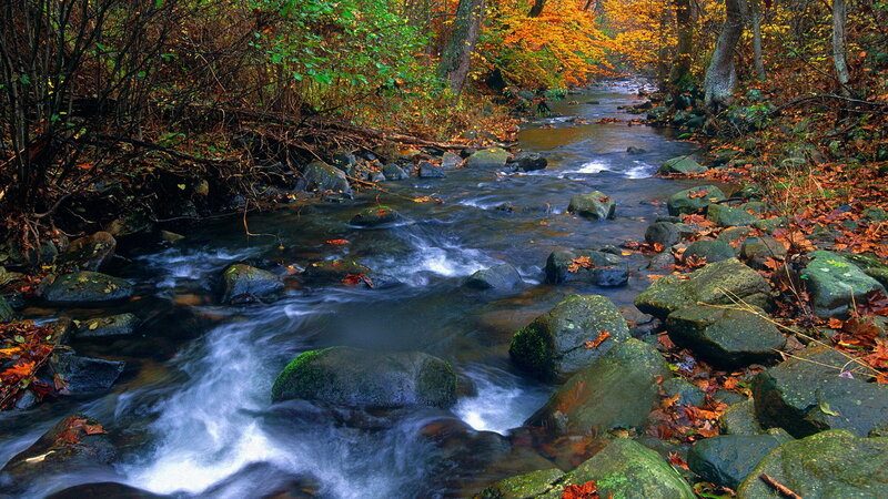 Stream in Autumn Forest — Green, Serene, Photograph, Rocks, Fallen Leaves