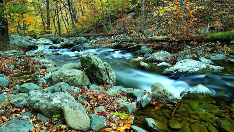 Stream in Autumn Forest — Green, Serene, Photograph, Rocks, Fallen Leaves, Trees, Log