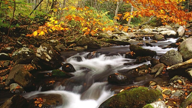 Stream in Autumn Forest — Green, Serene, Photograph, Rocks, Fallen Leaves, Trees, Orange
