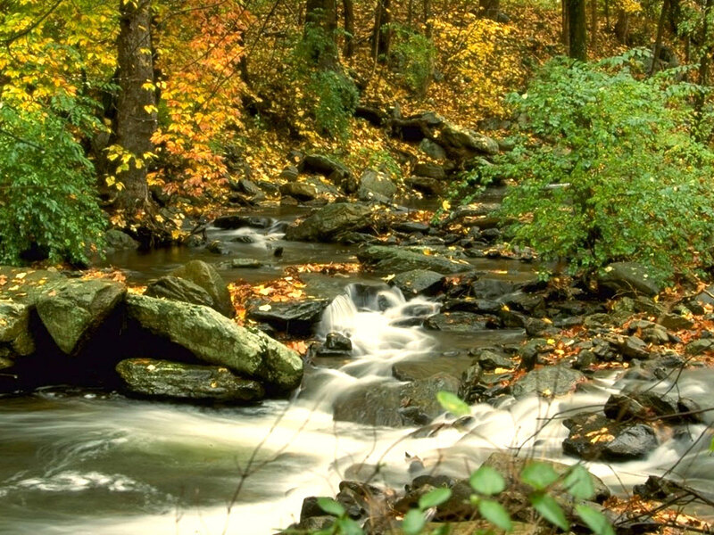 Stream in Autumn Forest — Green, Serene, Photograph, Rocks, Fallen Leaves, Trees