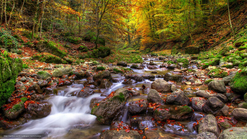 Stream in Autumn Forest — Green, Serene, Photograph, Rocks, Leaves, Moss