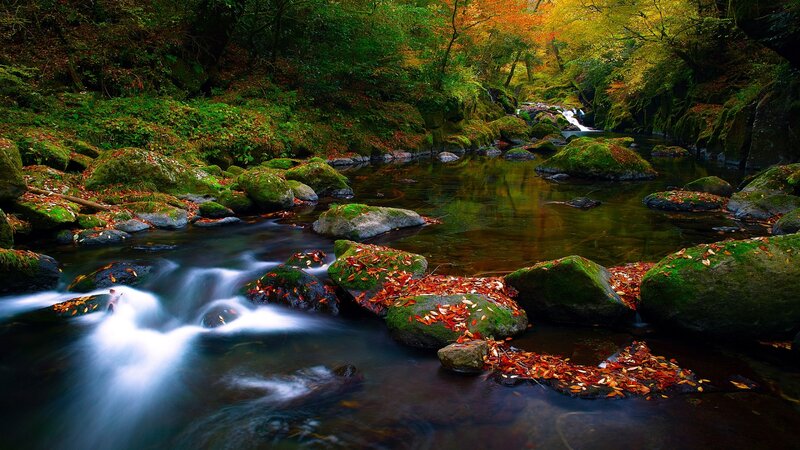 Stream in Autumn Forest — Green, Serene, Photograph, Rocks, Leaves
