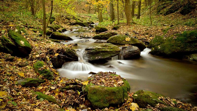 Stream in Autumn Forest — Green, Serene, Photograph, Rocks, Leaves, Trees, Brown