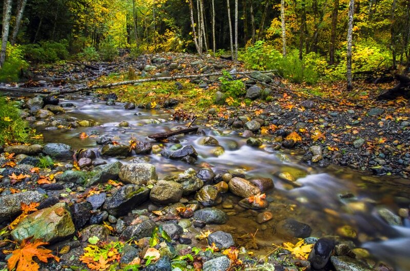 Stream in Autumn Forest — Green, Serene, Photograph, Rocks, Leaves, Trees, Fallen Log