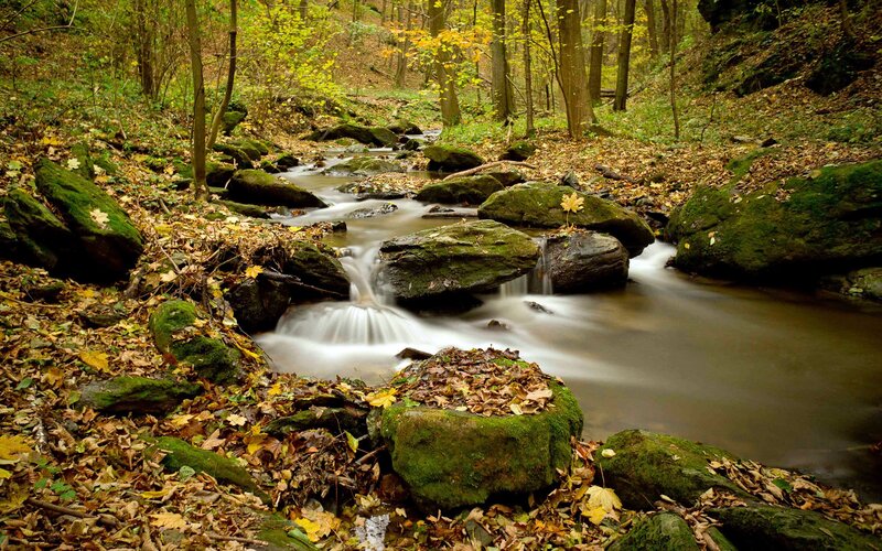 Stream in Autumn Forest — Green, Serene, Photograph, Rocks, Leaves, Trees, Moss