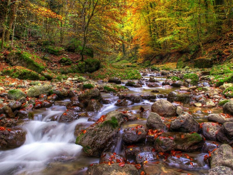 Stream in Autumn Forest — Green, Serene, Photograph, Rocks, Leaves, Trees