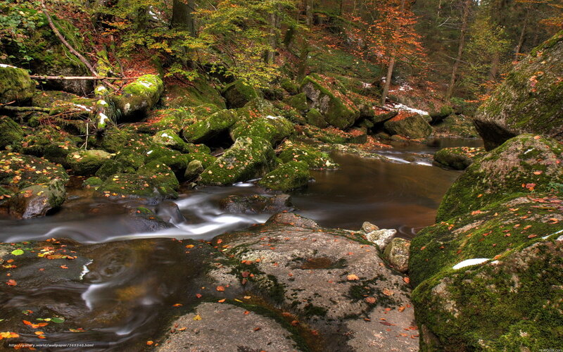Stream in Autumn Forest — Green, Serene, Photograph, Rocks, Moss, Leaves