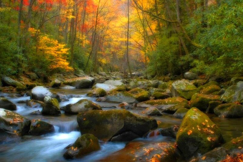 Stream in Autumn Forest — Green, Serene, Photograph, Rocks