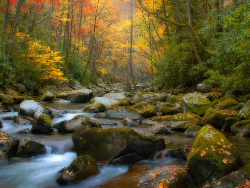 Stream in Autumn Forest — Green, Serene, Photograph, Rocks, Trees, Fallen Leaves