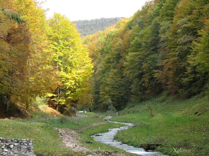 Stream in Autumn Forest — Green, Serene, Photograph