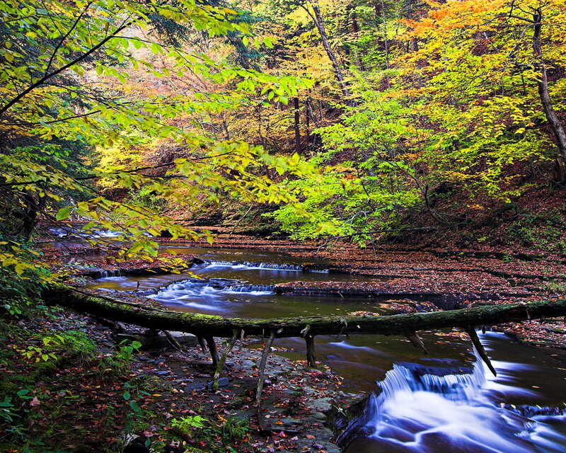 Stream in Autumn Forest — Green, Serene, Photograph, Trees, Fallen Leaves, Log