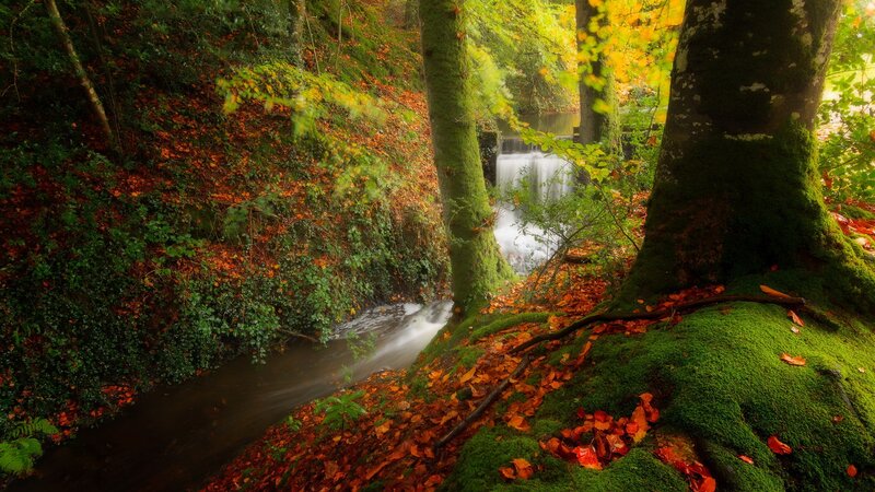 Stream in Autumn Forest — Green, Serene, Photograph, Trees, Fallen Leaves, Moss