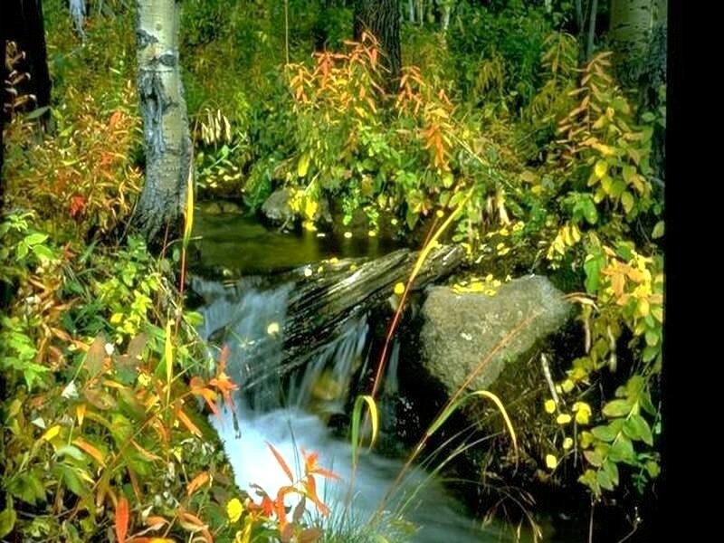 Stream in Autumn Forest — Green, Serene, Photograph, Trees, Fallen Log
