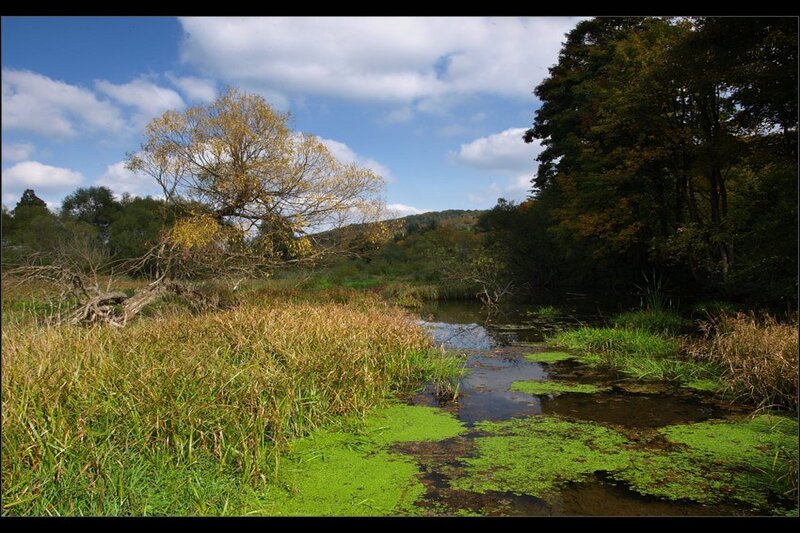 Stream in Autumn Forest — Green, Serene, Photograph, Trees, Grass