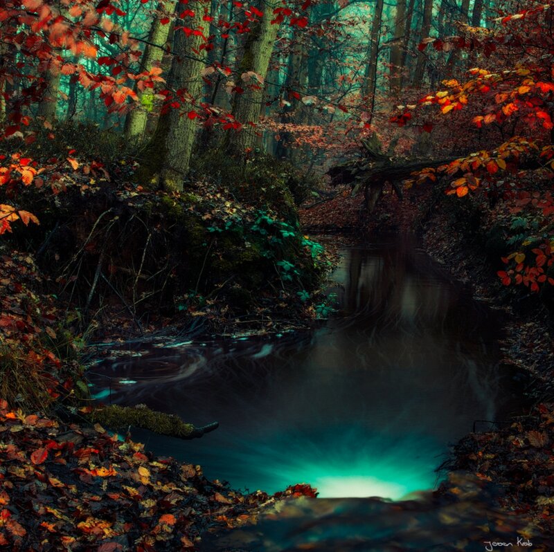Stream in Autumn Forest — Green, Serene, Photograph, Trees, Leaves, Fallen Log