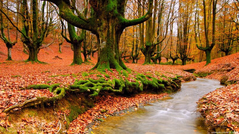 Stream in Autumn Forest — Green, Serene, Photograph, Trees, Leaves, Moss