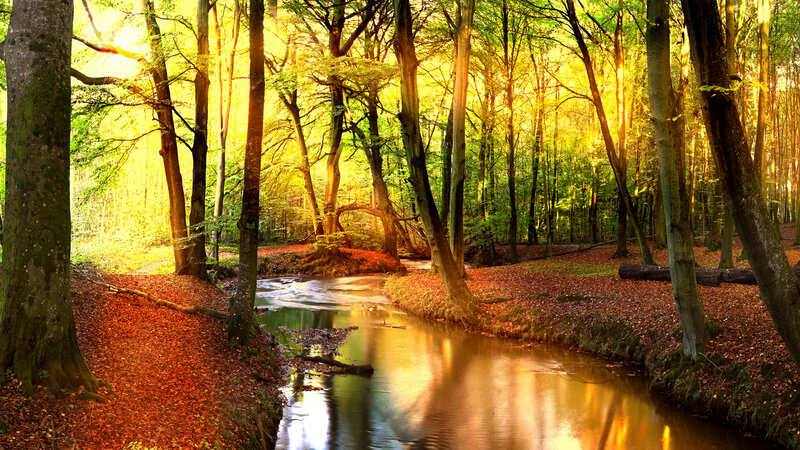 Stream in Autumn Forest — Green, Serene, Photograph, Trees, Leaves, River