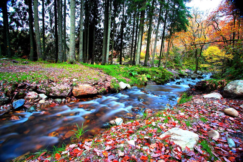 Stream in Autumn Forest — Green, Serene, Photograph, Trees, Leaves, Rocks, River