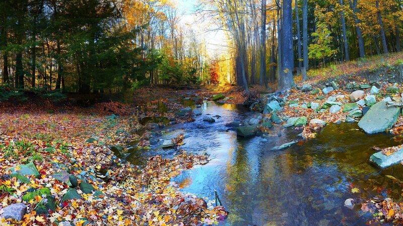 Stream in Autumn Forest — Green, Serene, Photograph, Trees, Leaves, Rocks, Sunlight