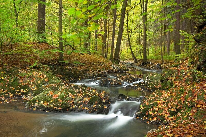 Stream in Autumn Forest — Green, Serene, Photograph, Trees, Leaves, Rocks