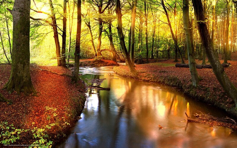 Stream in Autumn Forest — Green, Serene, Photograph, Trees, Leaves, Sunlight, River