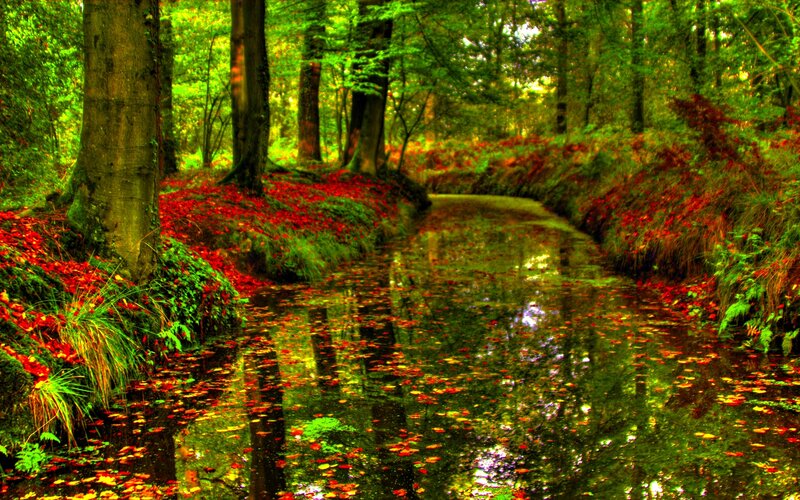 Stream in Autumn Forest — Green, Serene, Photograph, Trees, Leaves, Water