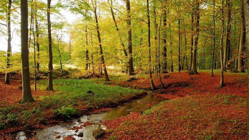 Stream in Autumn Forest — Green, Serene, Photograph, Trees, Leaves, Yellow