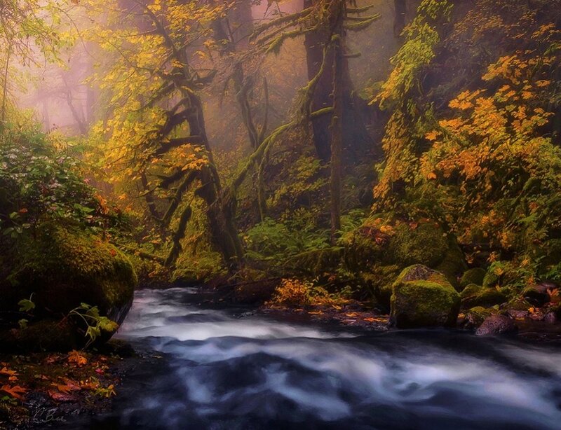 Stream in Autumn Forest — Green, Serene, Photograph, Trees, Moss