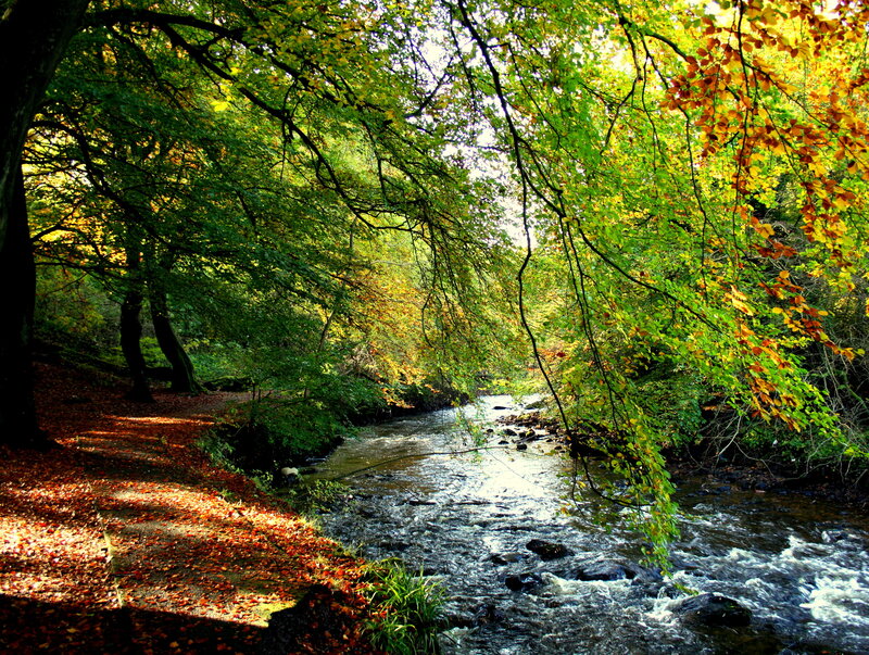 Stream in Autumn Forest — Green, Serene, Photograph, Trees, River, Fallen Leaves