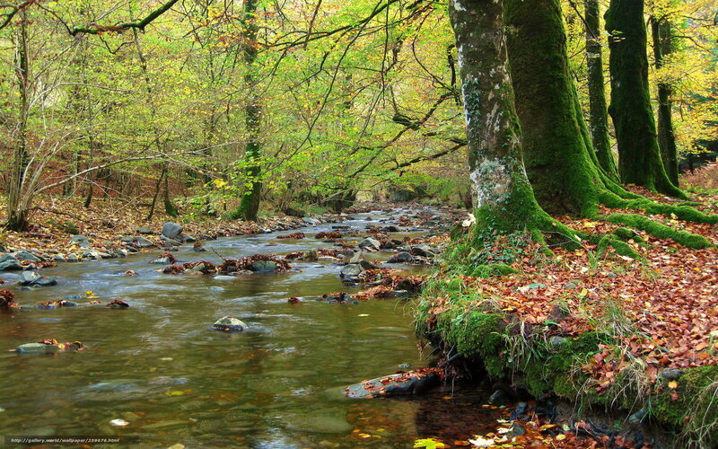 Stream in Autumn Forest — Green, Serene, Photograph, Trees, River, Leaves, Rocks