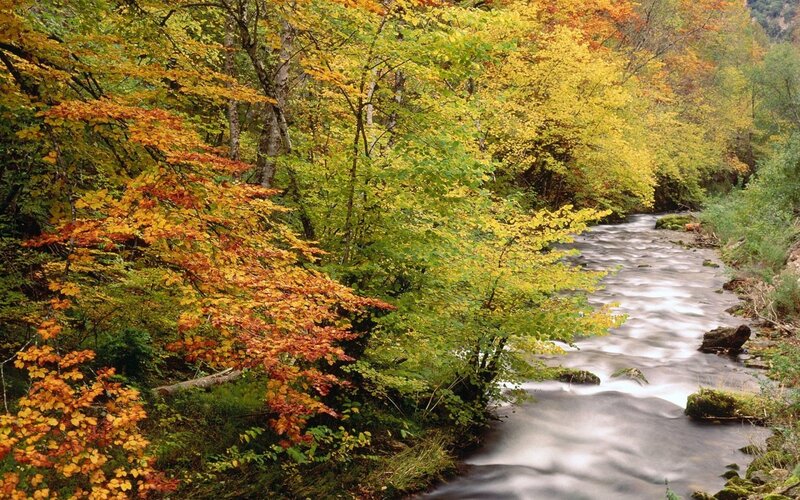 Stream in Autumn Forest — Green, Serene, Photograph, Trees, River, Leaves