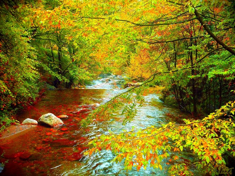 Stream in Autumn Forest — Green, Serene, Photograph, Trees, River, Rocks, Leaves