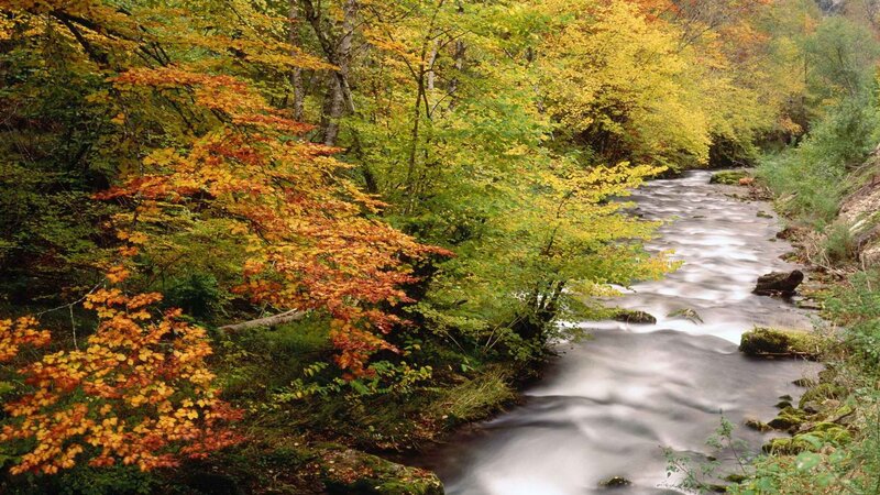 Stream in Autumn Forest — Green, Serene, Photograph, Trees, River, Rocks, Moss, Yellow