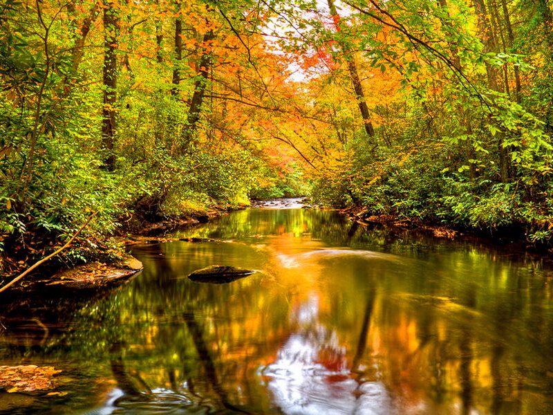 Stream in Autumn Forest — Green, Serene, Photograph, Trees, River