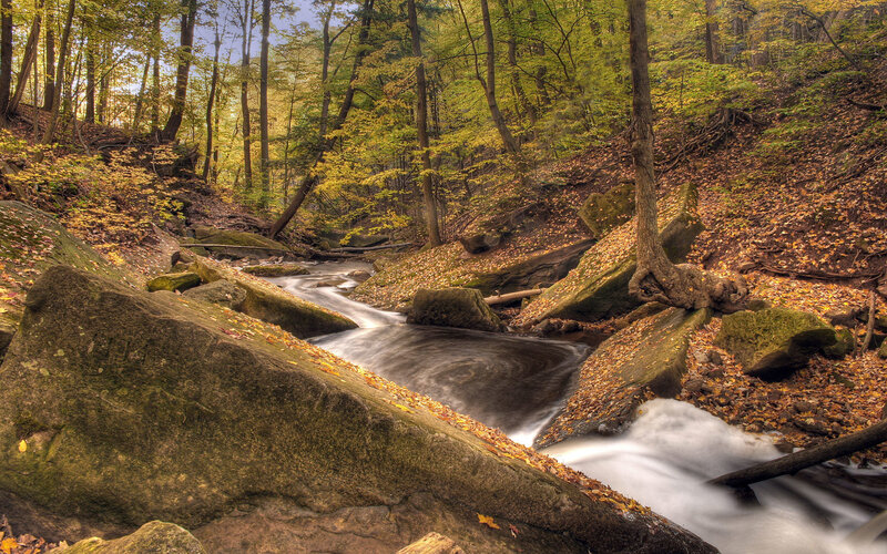 Stream in Autumn Forest — Green, Serene, Photograph, Trees, Rocks, Fallen Leaves, Brown, Yellow