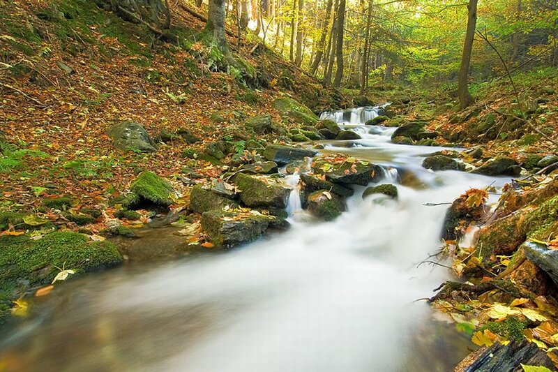 Stream in Autumn Forest — Green, Serene, Photograph, Trees, Rocks, Fallen Leaves